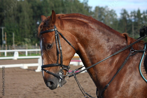 Chestnut sport horse portrait during riding © virgonira