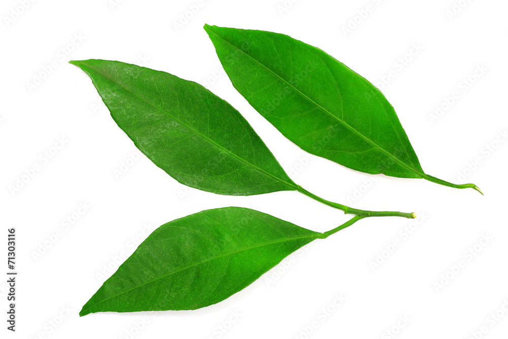 mandarin leaves isolated on a white background mandarin leaves isolated on a white background