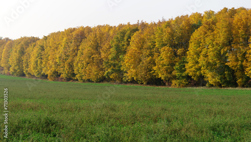 autumn landscape with green wheat field and yellow woods © ekulik2011