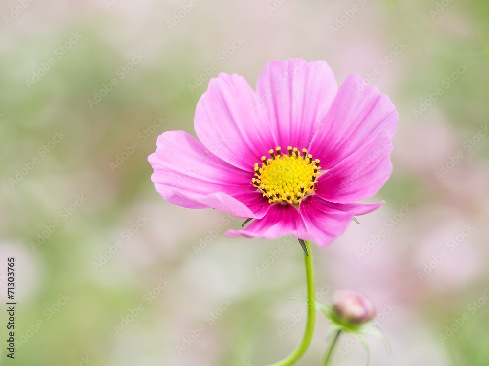 花畑のコスモス 花畑のコスモス