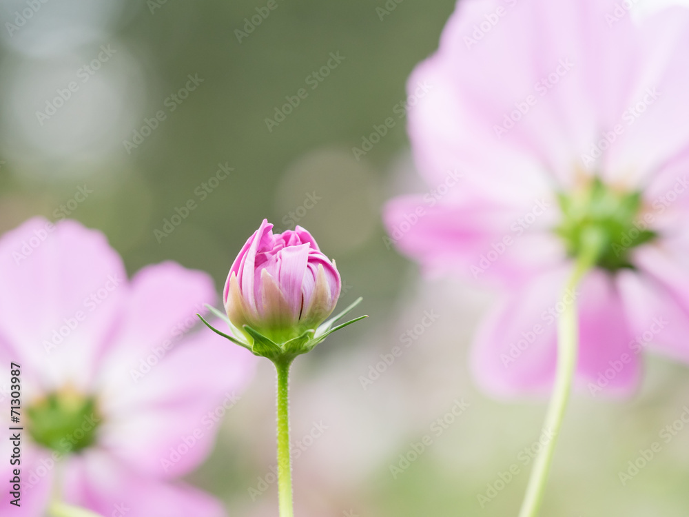 秋桜の蕾