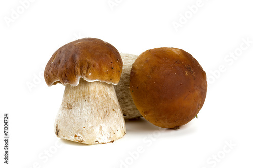 boletus mushrooms over white
