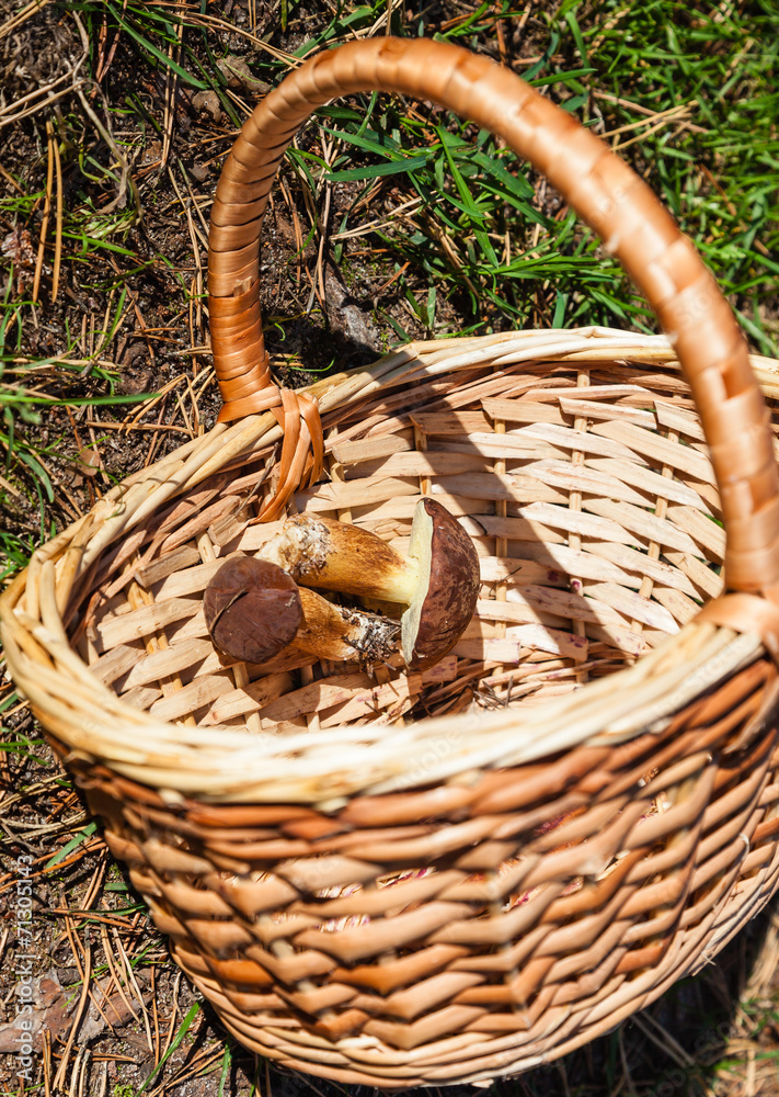 Two mushrooms in basket Two mushrooms in basket