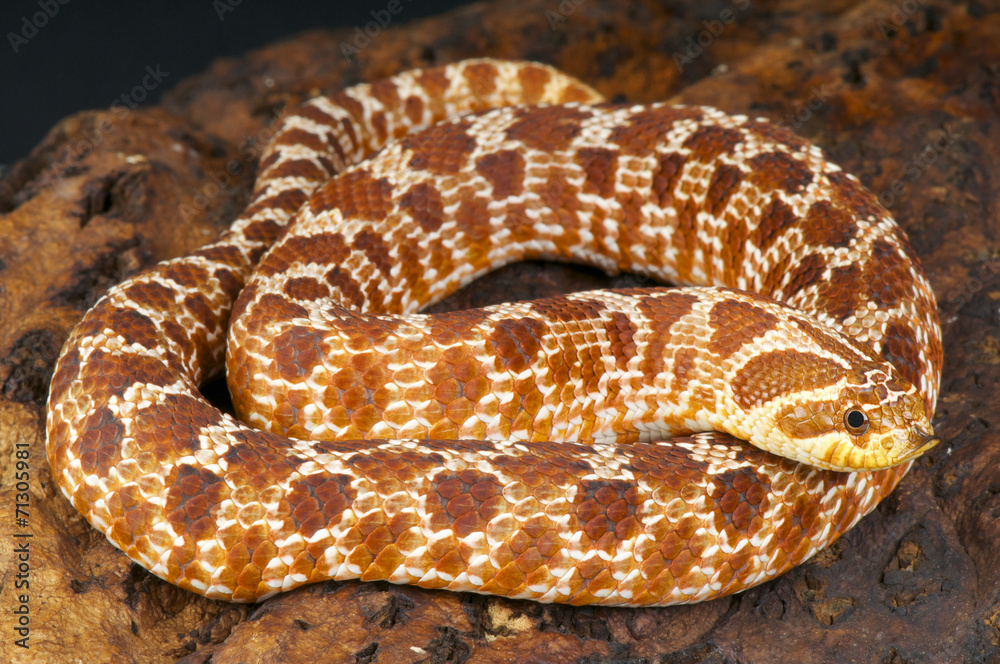 Fototapeta premium Hognose snake / Heterodon nasicus
