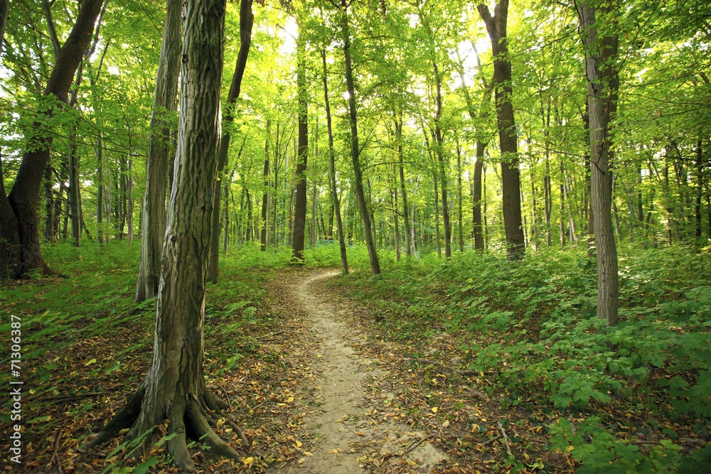 Obraz premium Forest