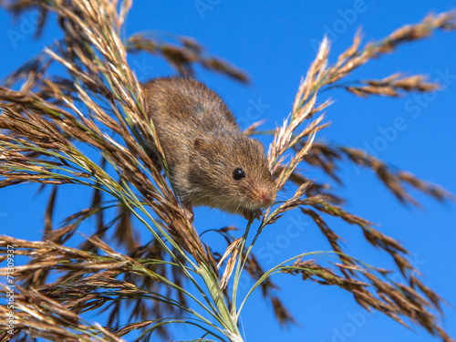 Harvesting Mouse  Micromys minutus  Looking down from Reed Plume