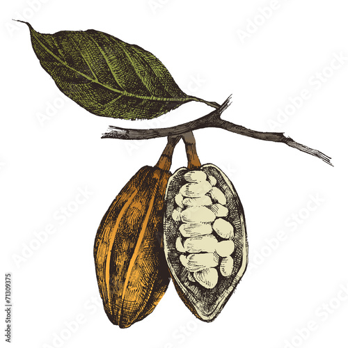 hand drawn cocoa beans