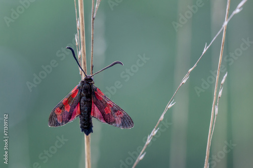Six-spot Burnet (Zygaena filipendulae) Moth on Green Background photo