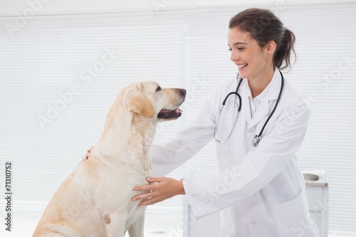 Fototapeta Naklejka Na Ścianę i Meble -  Smiling veterinarian examining a cute dog