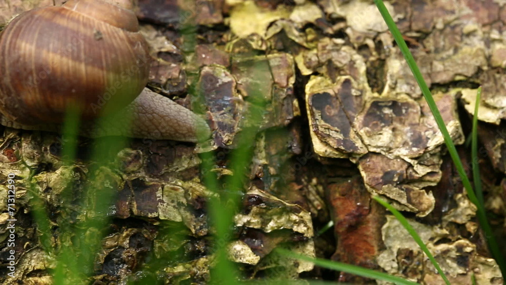 Snail crawling on the bark (dolly shot) Snail crawling on the bark (dolly shot)