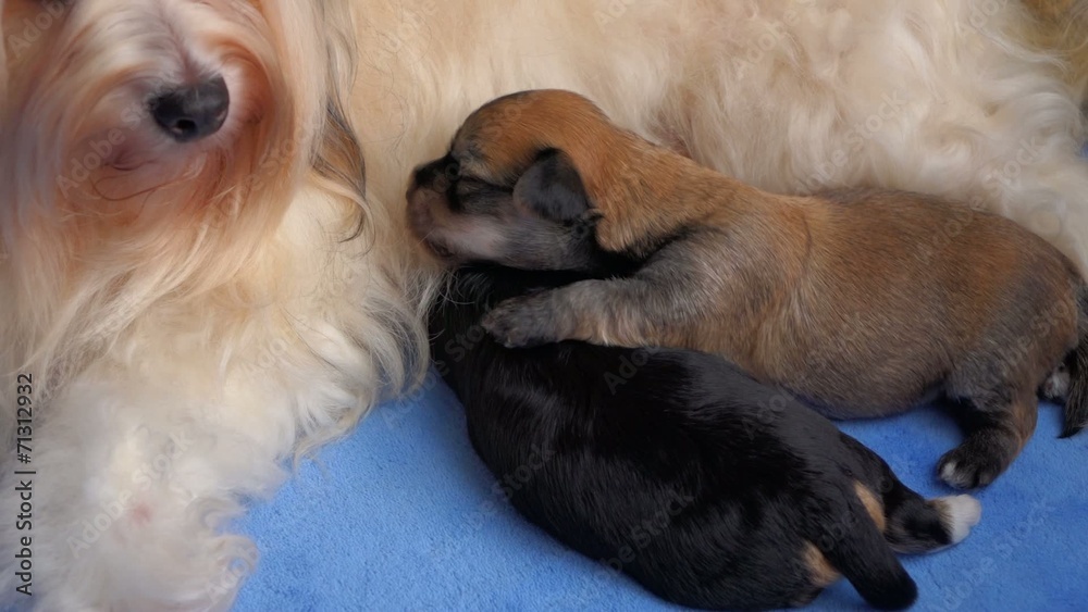 Cute Havanese mom licks her little puppies during breastfeeding Cute Havanese mom licks her little puppies during breastfeeding