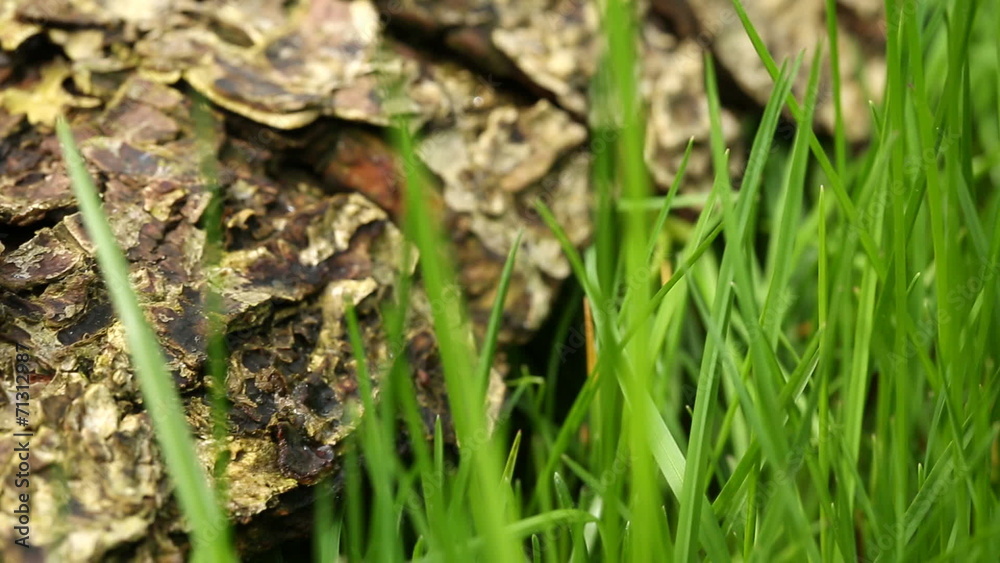 Snail crawling on the bark (dolly shot)
