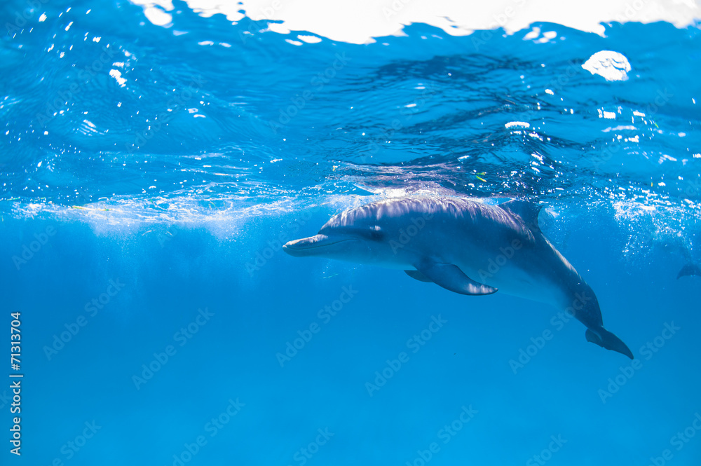 Fototapeta premium dolphin