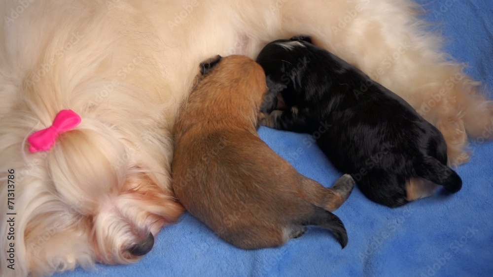 Cute mom Havanese dog breastfeeds her two little puppies