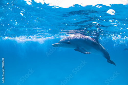 dolphin © sin_ok