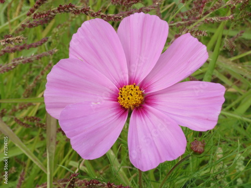 Cosmos parme