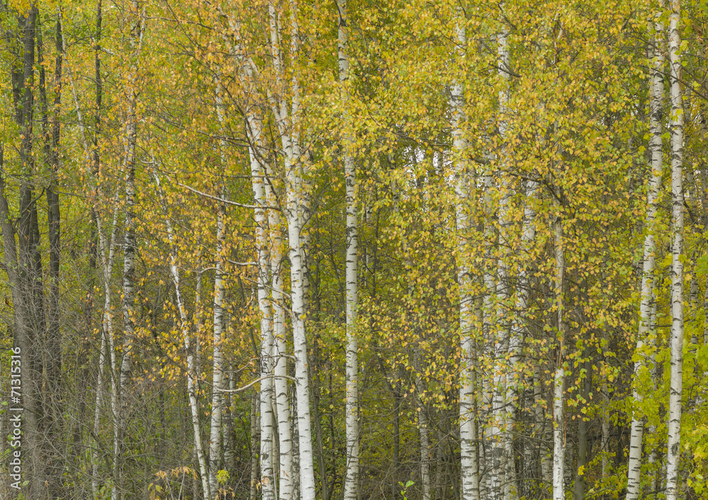 Fototapeta premium White birch tree background.