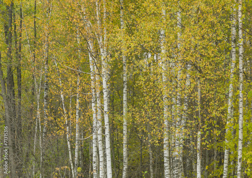 White birch tree background.