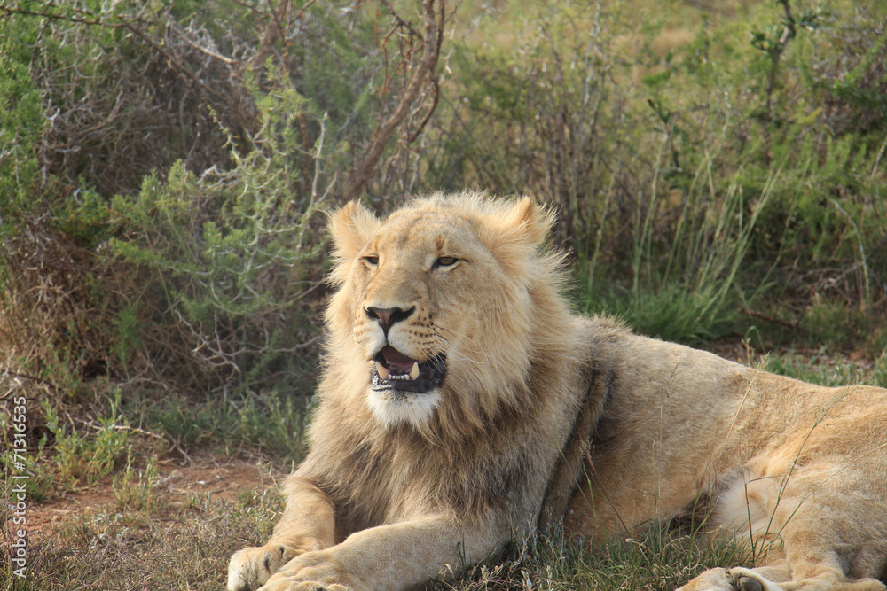 Naklejka premium Young male lion trying to roaring
