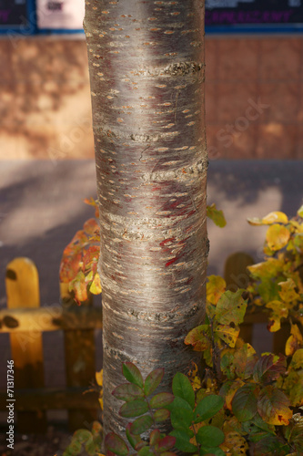 Prunus x eminens Umbraculifera photo