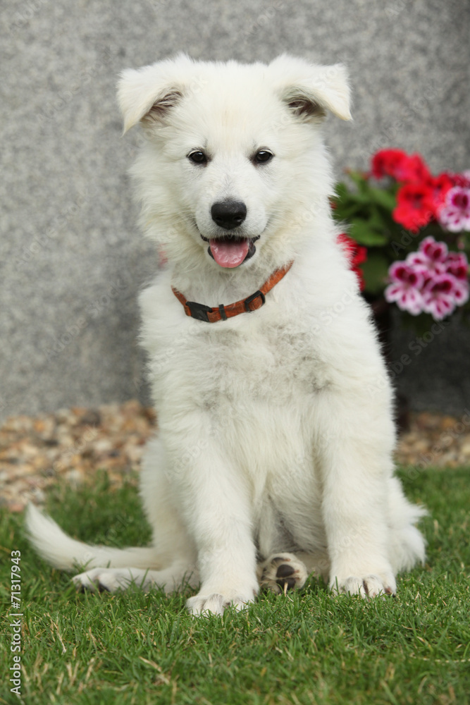 Beautiful puppy of White Swiss Shepherd Dog