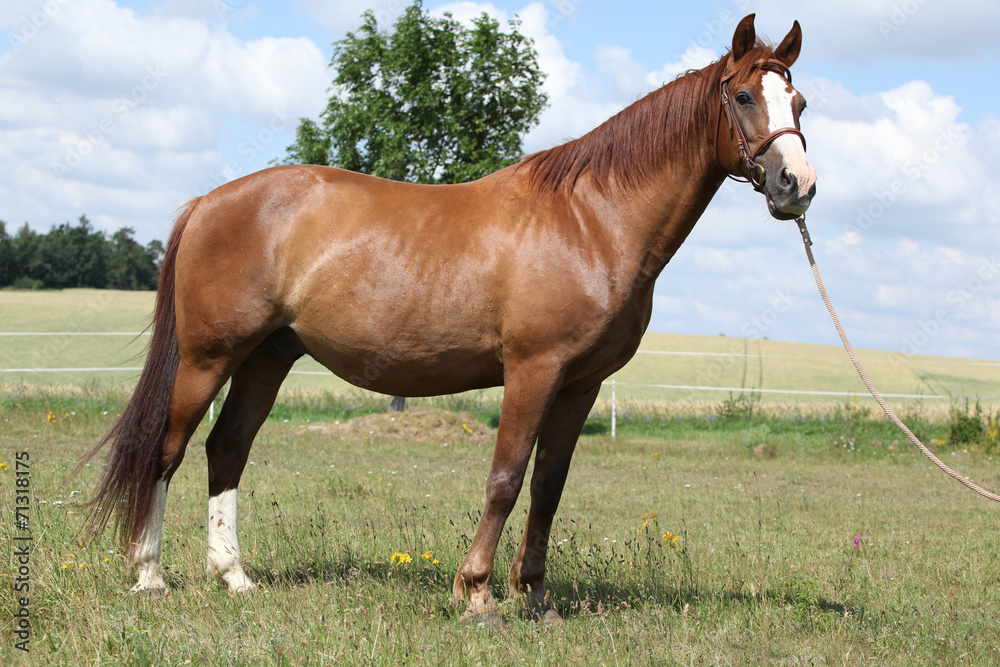 Beautiful chestnut warmblood standing on green field Beautiful chestnut warmblood standing on green field