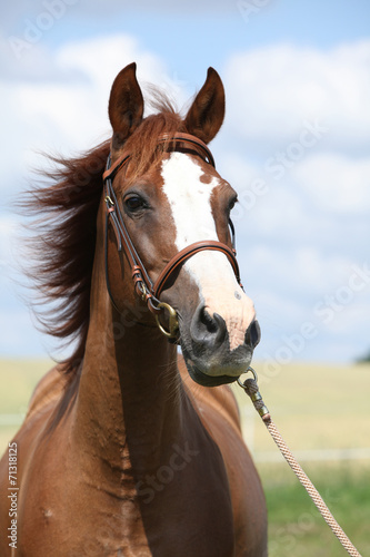 Fototapeta Naklejka Na Ścianę i Meble -  Beautiful chestnut warmblood standing on green field