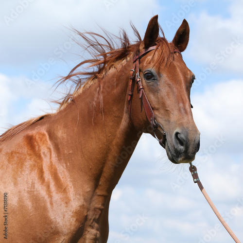 Nice Budyonny horse standing on meadow