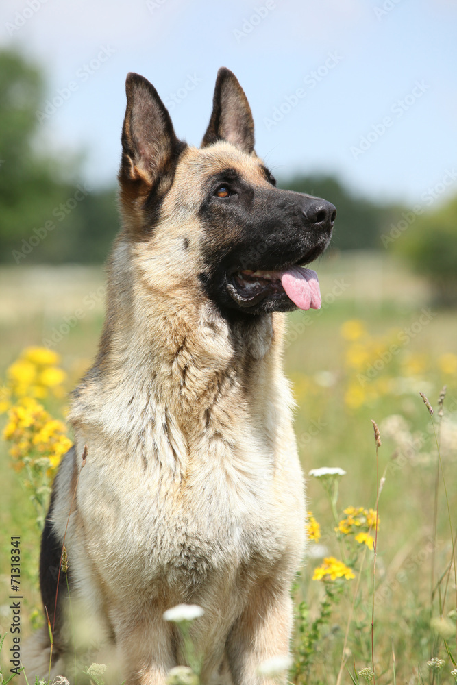 Beautiful German Shepherd dog sitting in flowering field