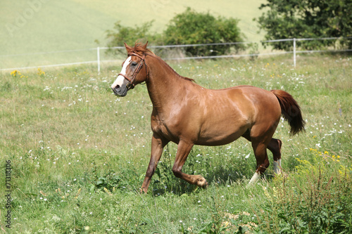 Nice chestnut horse running on meadow