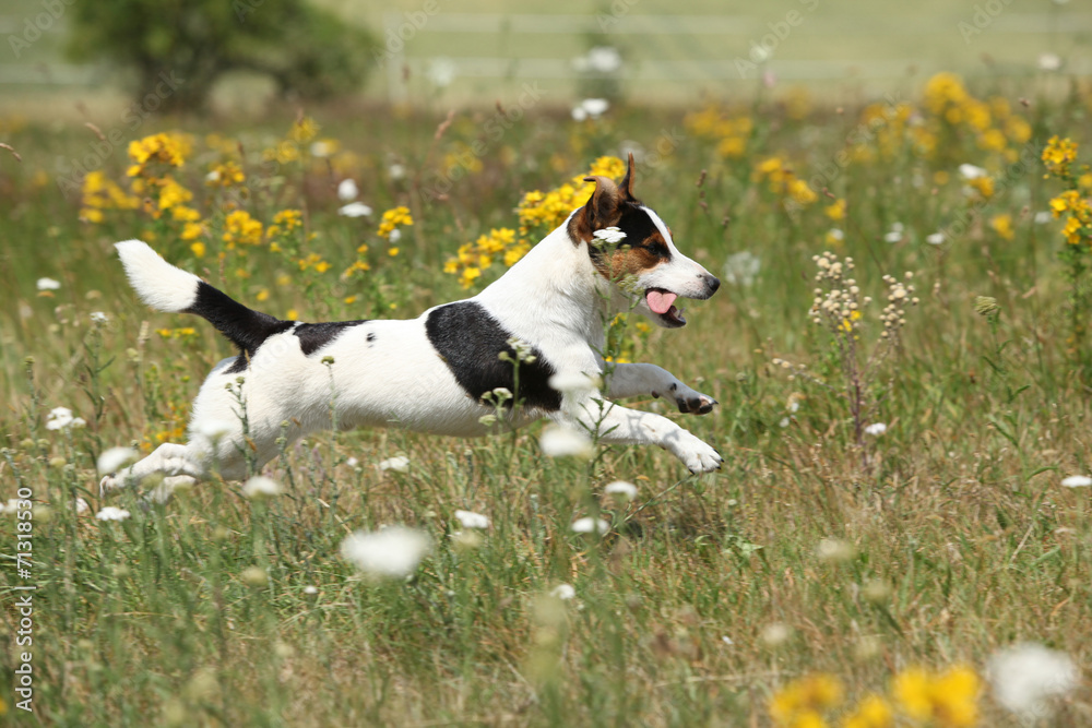 Amazing Jack Russell terrier running and jumping Amazing Jack Russell terrier running and jumping