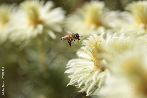 Bee and Phylica pubescens featherhead