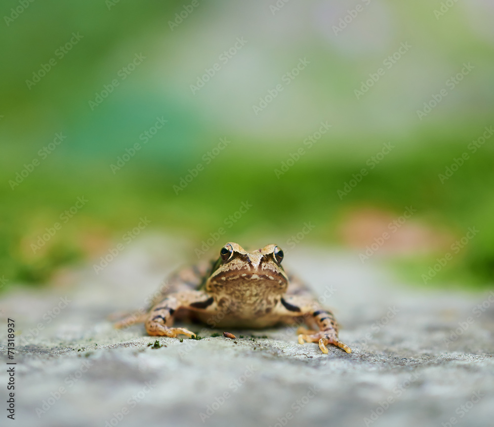 Obraz premium Brown frog with copyspace