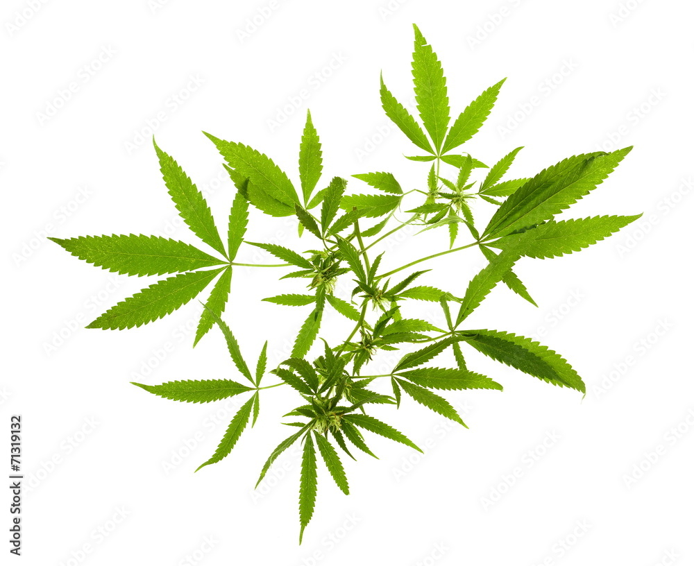 Compromised wild hemp isolated on white background Compromised wild hemp isolated on white background