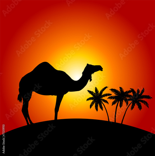 Silhouette of camel on the sunset background © gomixer