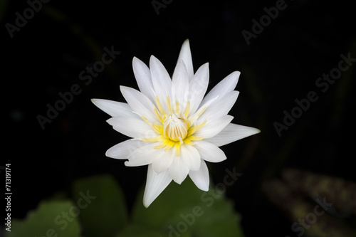 White lotus on black isolated background