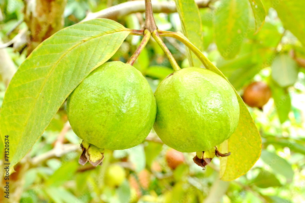 Guava fruit on the tree (Psidium guajava) Guava fruit on the tree (Psidium guajava)