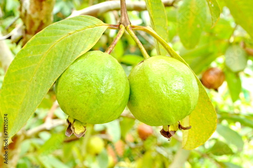 Guava fruit on the tree (Psidium guajava)