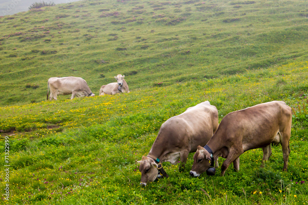 Fototapeta premium cows grazing