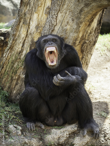 chimpanzee teeth bared