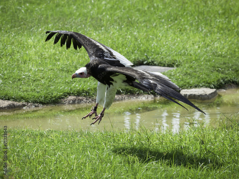 Fototapeta premium eagle in flight