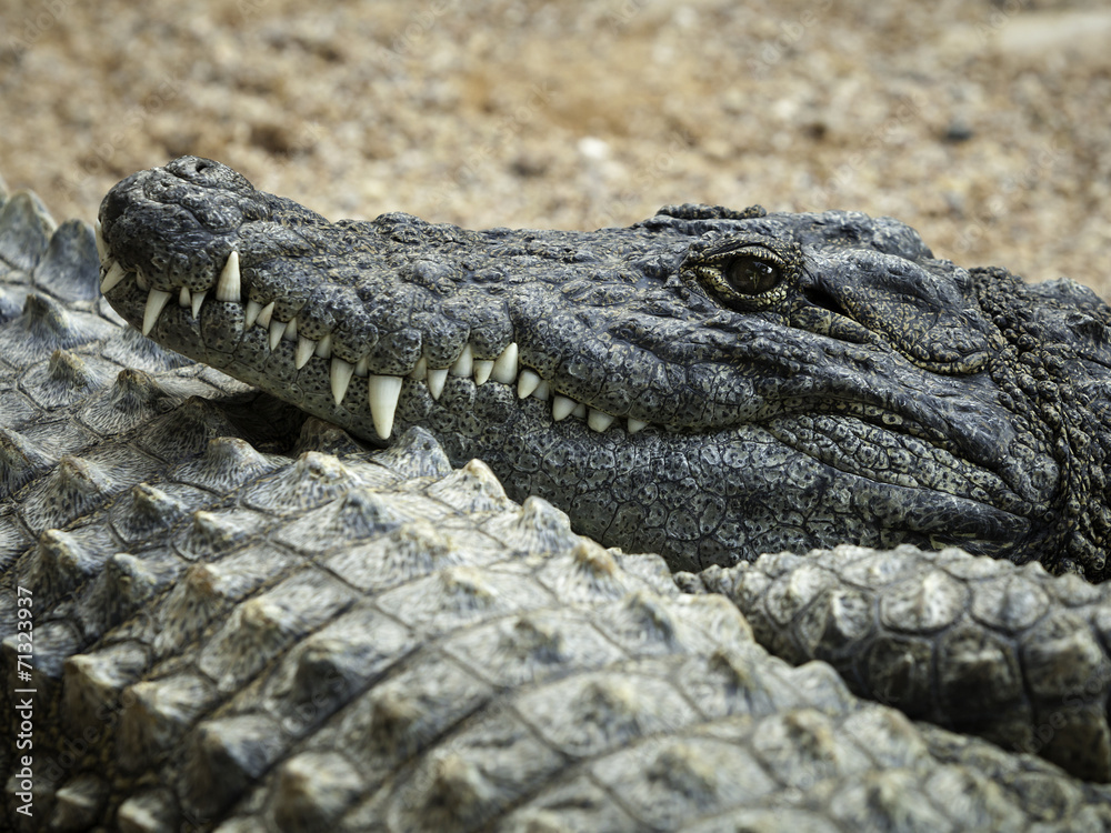 Obraz premium resting crocodile