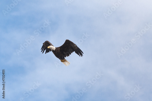 bald eagle blue sky © mackillop