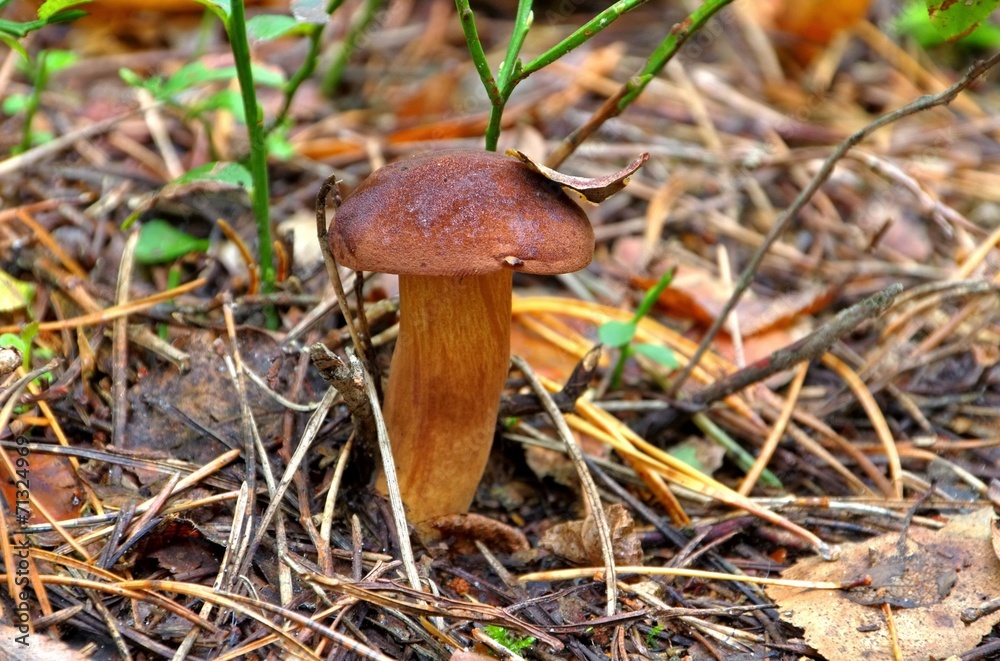 Marone - Bay Bolete 04 Marone - Bay Bolete 04