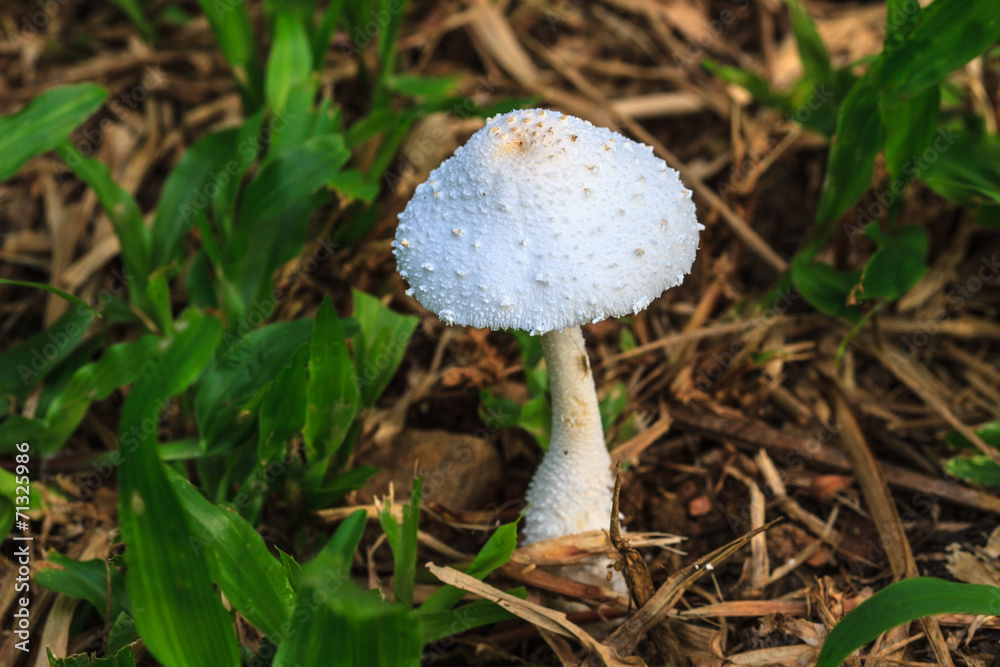 close up mushroom in deep forest close up mushroom in deep forest