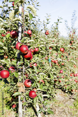 Red apples on the tree