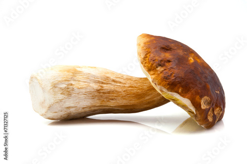 hongo comestible