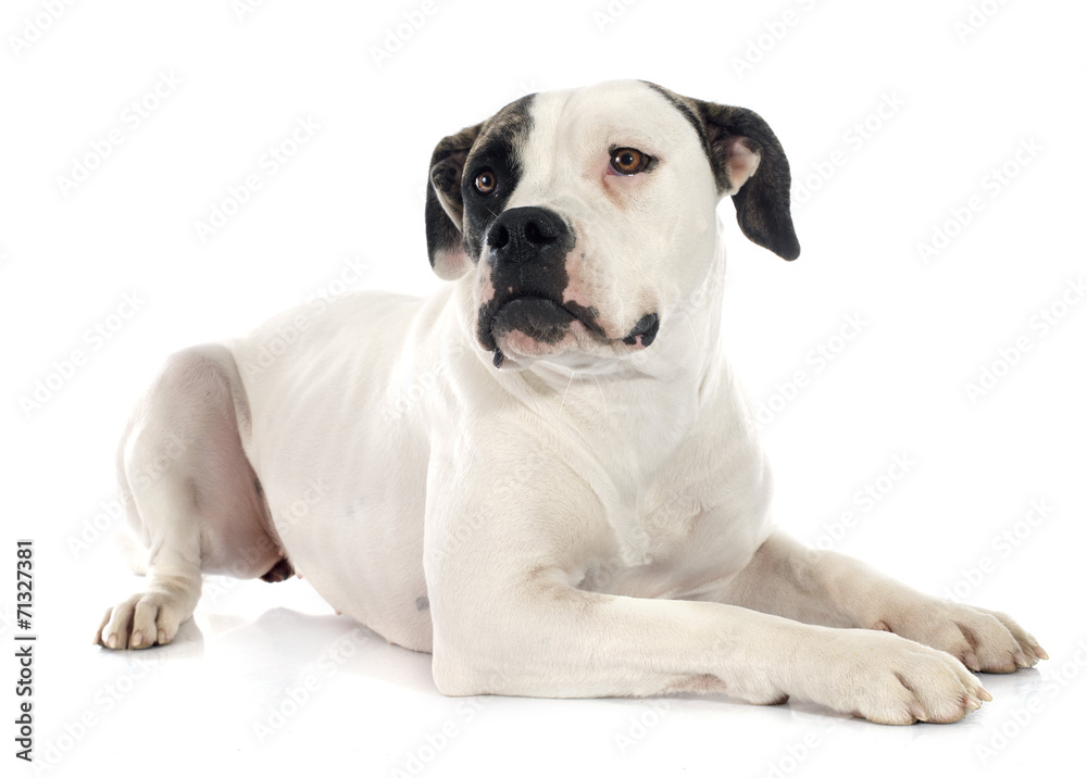 american bulldog american bulldog