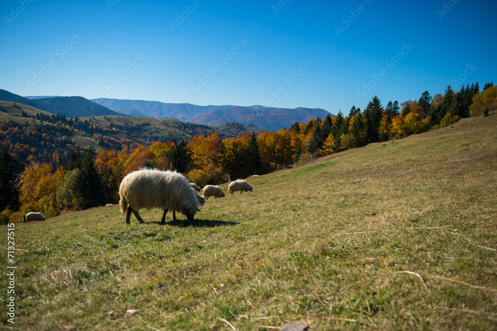 Fototapeta premium Autumn landscape