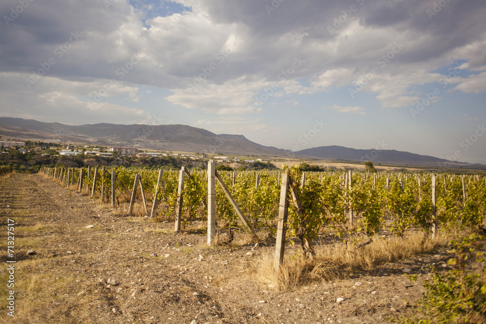 Vineyard in Askeran, Nagorno Karabakh